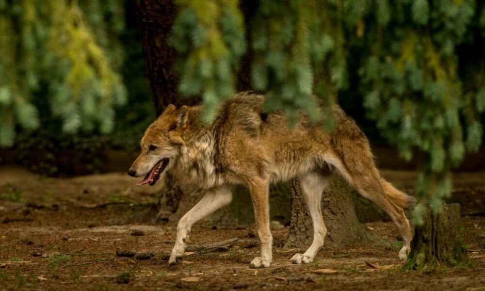 Neuf loups abattus en Hautes-Alpes trois hommes jugés pour braconnage