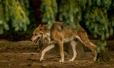 Neuf loups abattus en Hautes-Alpes trois hommes jugés pour braconnage