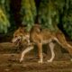 Neuf loups abattus en Hautes-Alpes trois hommes jugés pour braconnage