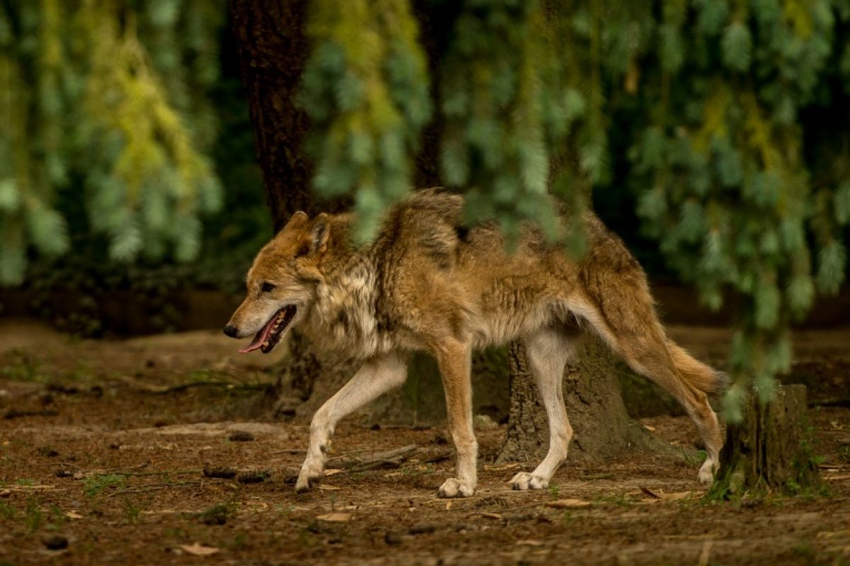Neuf loups abattus en Hautes-Alpes trois hommes jugés pour braconnage