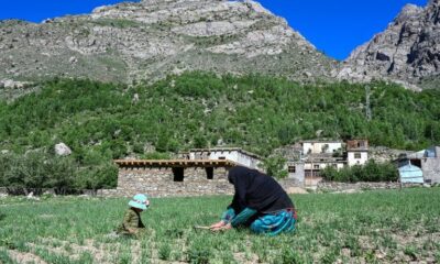 Dans les montagnes du Nouristan, des femmes cultivent la fierté de nourrir leur famille