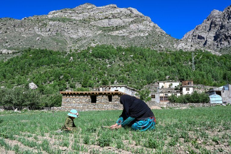 Dans les montagnes du Nouristan, des femmes cultivent la fierté de nourrir leur famille