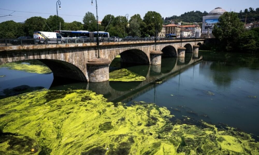 Le Pô étouffe sous une marée d'algues et de plantes aquatiques