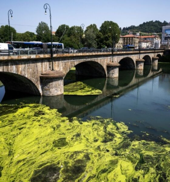 Le Pô étouffe sous une marée d'algues et de plantes aquatiques