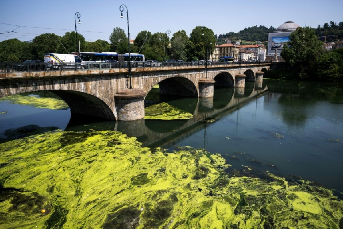 Le Pô étouffe sous une marée d'algues et de plantes aquatiques