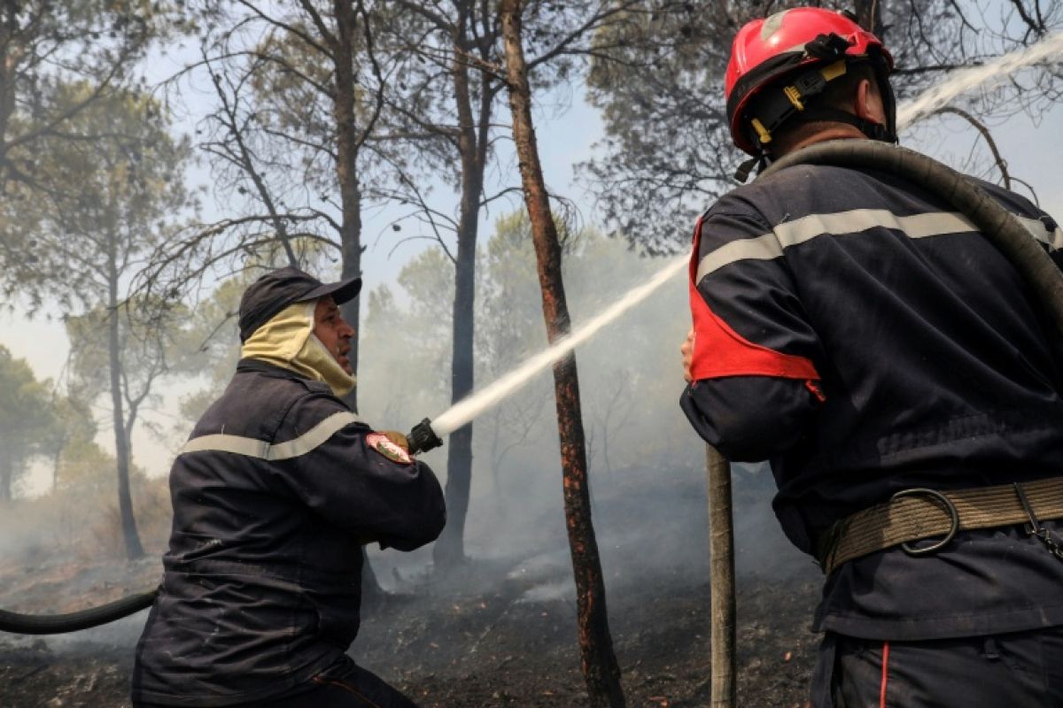 Algérie sous les flammes six morts et des promesses d'indemnisation
