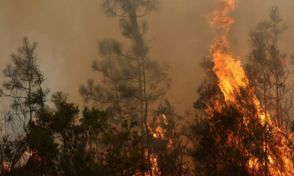 42 000 hectares en cendres le pire incendie français depuis 1949