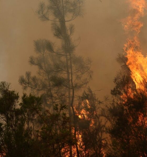 42 000 hectares en cendres le pire incendie français depuis 1949