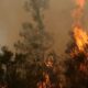 42 000 hectares en cendres le pire incendie français depuis 1949