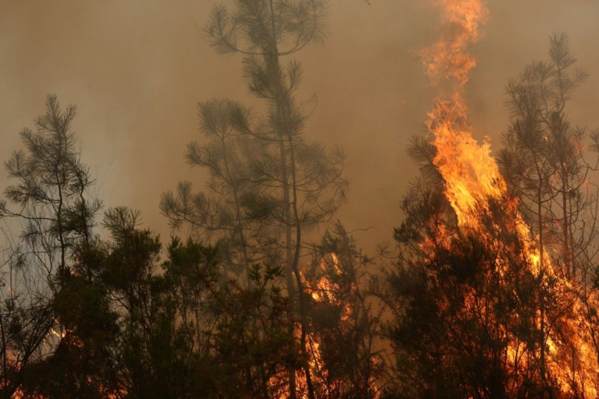 42 000 hectares en cendres le pire incendie français depuis 1949