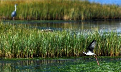 Ces marais salants qui sauvent des milliers d'oiseaux sont en train de disparaître