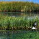 Ces marais salants qui sauvent des milliers d'oiseaux sont en train de disparaître