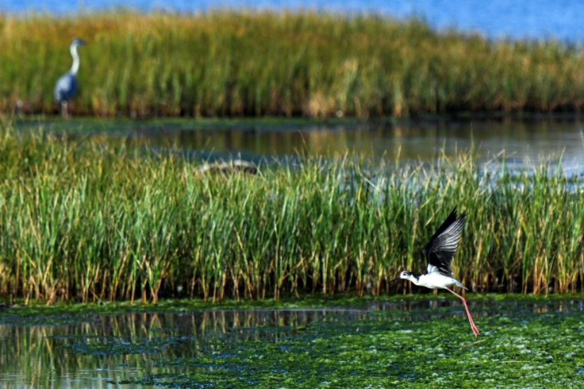 Ces marais salants qui sauvent des milliers d'oiseaux sont en train de disparaître