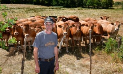 Sécheresse en Creuse, l'herbe blanche et les réserves d'hiver déjà entamées