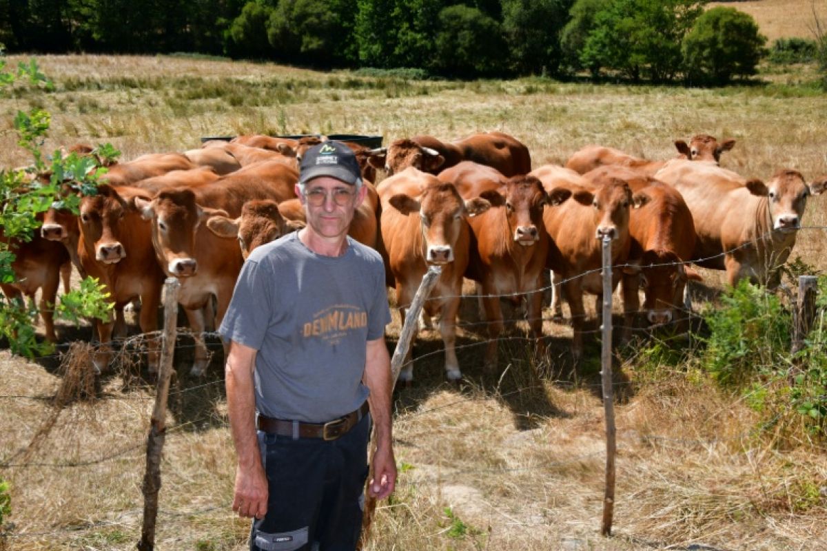 Sécheresse en Creuse, l'herbe blanche et les réserves d'hiver déjà entamées