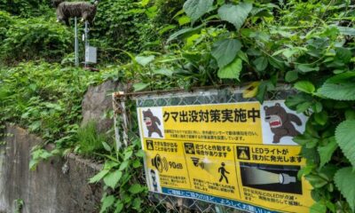 Japon la traque des ours passe à la haute technologie