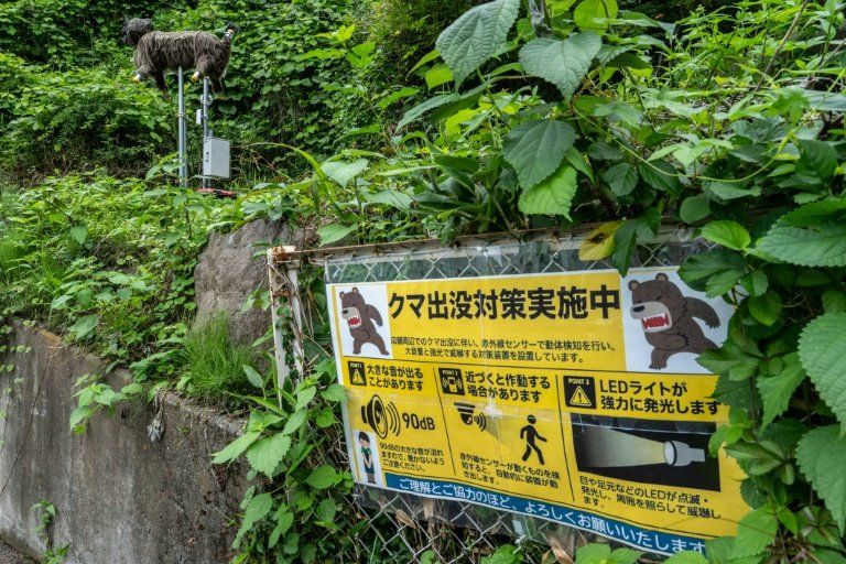 Japon la traque des ours passe à la haute technologie