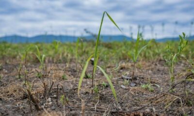 Le miscanthus géant plante ses racines en Ukraine pour nettoyer les sols de la guerre
