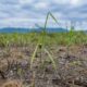 Le miscanthus géant plante ses racines en Ukraine pour nettoyer les sols de la guerre