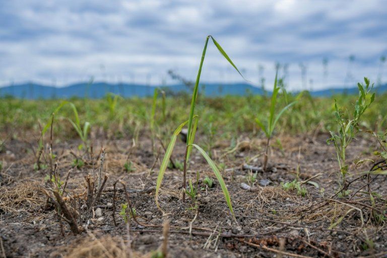 Le miscanthus géant plante ses racines en Ukraine pour nettoyer les sols de la guerre
