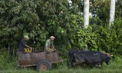 À Cuba, un fermier modèle troque son tracteur contre des bœufs