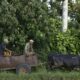 À Cuba, un fermier modèle troque son tracteur contre des bœufs