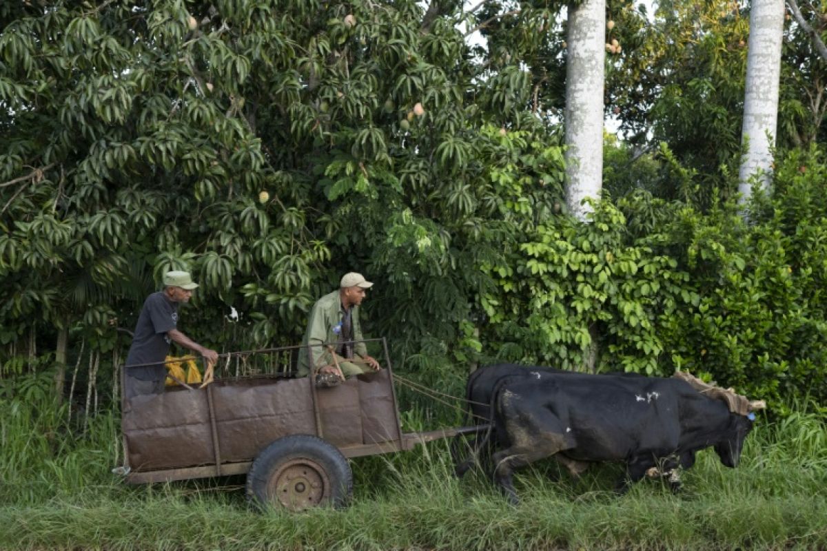 À Cuba, un fermier modèle troque son tracteur contre des bœufs