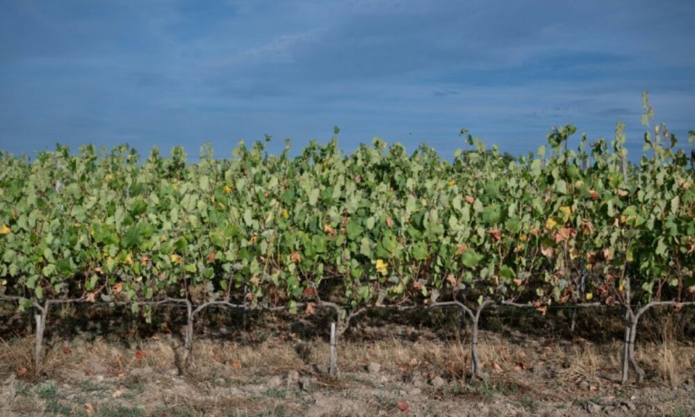 Le vin français remonte vers le nord, et ce n’est pas un hasard