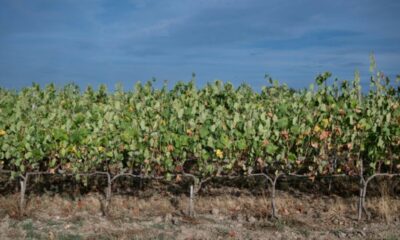 Le vin français remonte vers le nord, et ce n’est pas un hasard