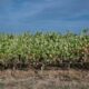 Le vin français remonte vers le nord, et ce n’est pas un hasard