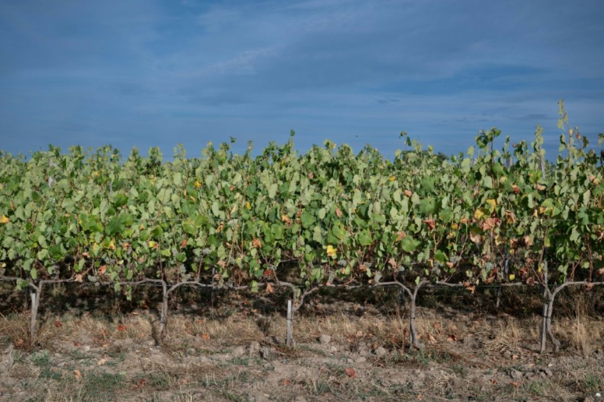 Le vin français remonte vers le nord, et ce n’est pas un hasard