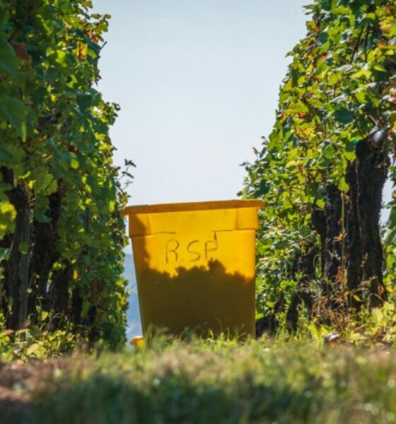 Alsace les vendanges les plus précoces de l’histoire commencent mardi