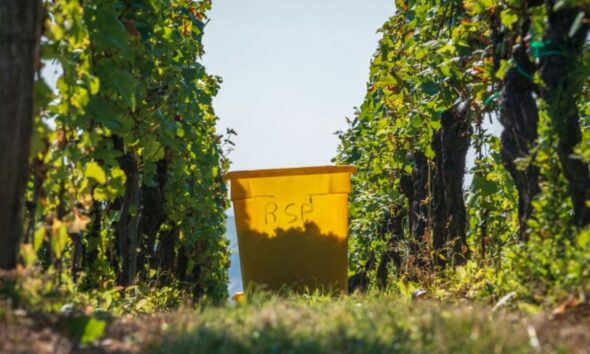 Alsace les vendanges les plus précoces de l’histoire commencent mardi