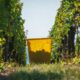 Alsace les vendanges les plus précoces de l’histoire commencent mardi