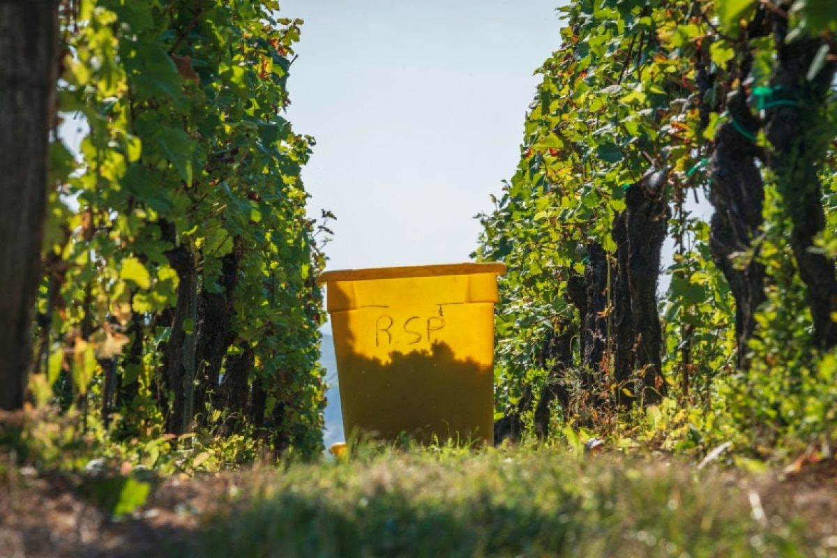 Alsace les vendanges les plus précoces de l’histoire commencent mardi