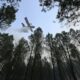 Dans les Landes, les pompiers traquent les braises qui se réveillent