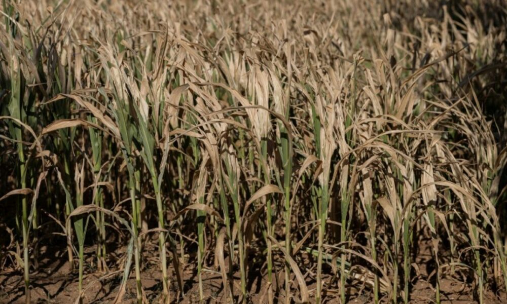 Maïs au plus bas, légumes détruits, lait en chute, l'été bouleverse les fermes françaises