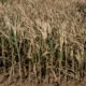 Maïs au plus bas, légumes détruits, lait en chute, l'été bouleverse les fermes françaises