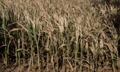 L'automne agricole s'annonce sous tension après un été de tous les dangers