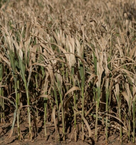 L'automne agricole s'annonce sous tension après un été de tous les dangers