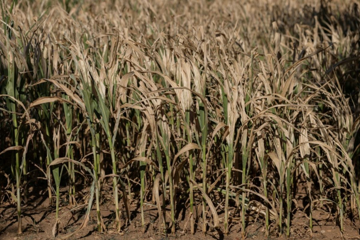 L'automne agricole s'annonce sous tension après un été de tous les dangers
