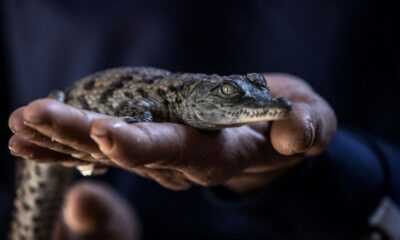 Dix crocodiles du Nil naissent sans assistance dans la Drôme et le signal est inquiétant