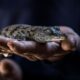 Dix crocodiles du Nil naissent sans assistance dans la Drôme et le signal est inquiétant