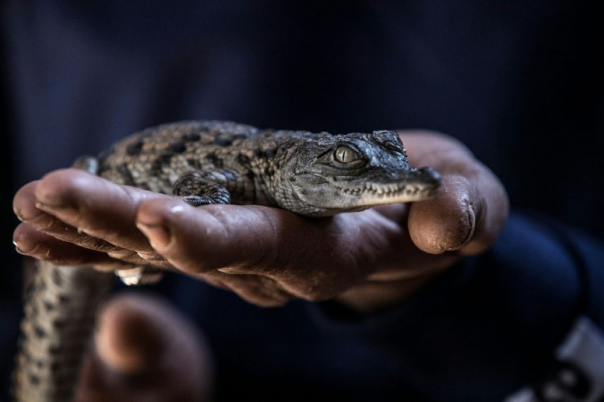 Dix crocodiles du Nil naissent sans assistance dans la Drôme et le signal est inquiétant
