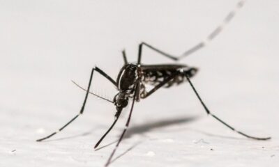 La dengue gagne du terrain en France et le moustique tigre pourrait coloniser l'Hexagone presque entier d'ici 2085
