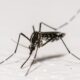 La dengue gagne du terrain en France et le moustique tigre pourrait coloniser l'Hexagone presque entier d'ici 2085