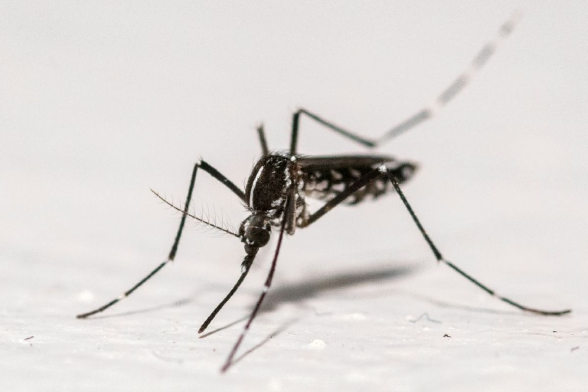 La dengue gagne du terrain en France et le moustique tigre pourrait coloniser l'Hexagone presque entier d'ici 2085