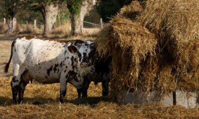 Canicules et sécheresse, un plan de sauvetage pour les exploitations agricoles