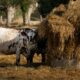 Canicules et sécheresse, un plan de sauvetage pour les exploitations agricoles