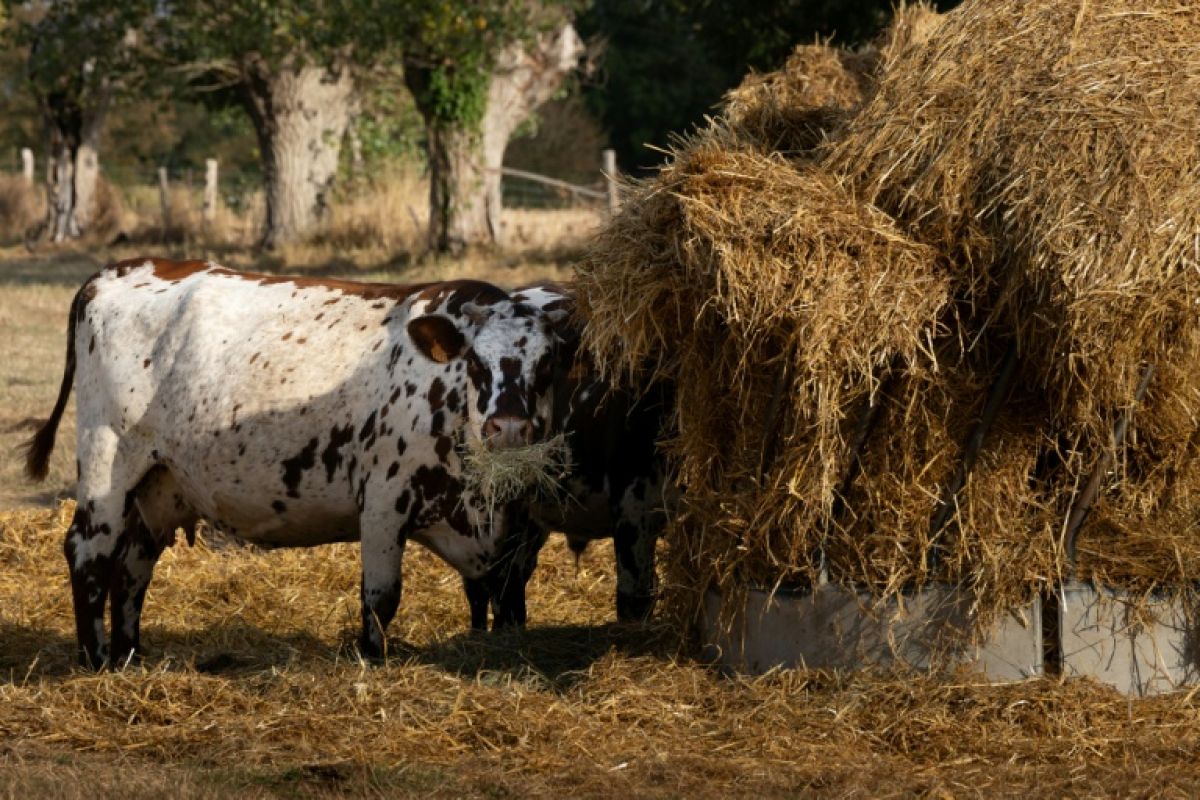 Canicules et sécheresse, un plan de sauvetage pour les exploitations agricoles